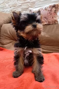 YORKSHIRE TERRIER - psík s PP - 8
