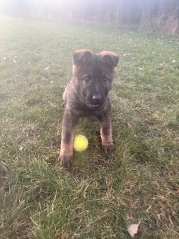 Nemecký ovčiak - 8