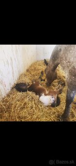 prípúštanie Appaloosa žrebcom - 8