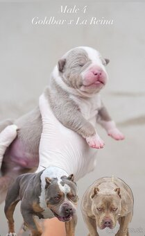 ŠTENIATKA AMERICAN BULLY XL/XXL - 8