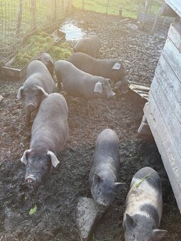 Predám prasa - 8