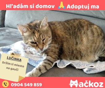 LUČINKA - Darujem mačičku / darujem mačku - 8