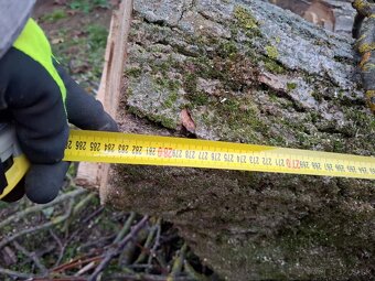 Orechové drevo – kvalitný, hrubý kmeň - 8