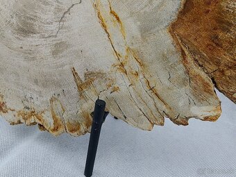 Výnimočný kus zkamenelého dreva – 23 mil rokov stará - 8