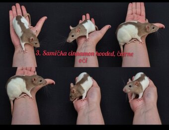 Predám potkaniky dumbo - 8