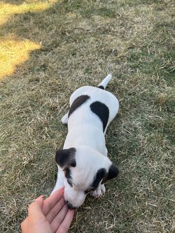 Jack Russell Terier Tricolor - 8