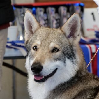 Saarloosov vlčiak - 8