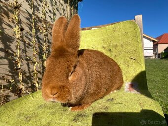 Novozélandské červené - 8