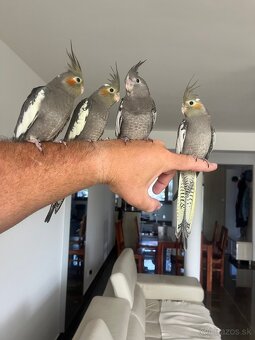 Korely ručne dokrmena Krotká - 8