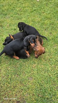 Jazvecik kratkosrsti. - 8