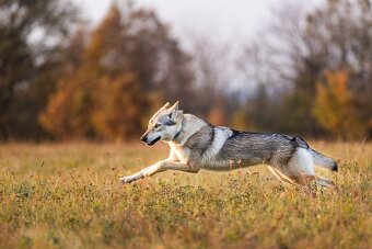 Československý vlčiak šteniatka s PP - 8