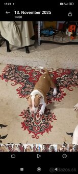 American Bully XL - 8