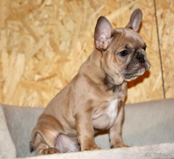 Francúzsky buldoček s PP - 8