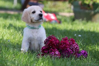 Zlatý retriever/ Golden retriever - 8