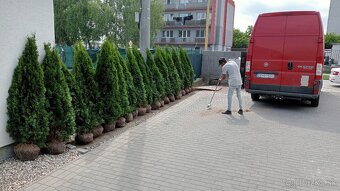 Tuja Smaragd, vavrínovec, červienka - Dolný Kubín, Ružombero - 8