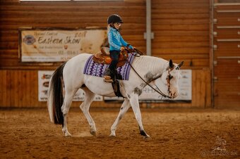 American Paint Horse kobylka frame overo - 8