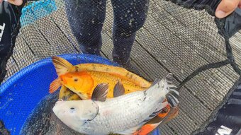 koi kapre predaj - 8