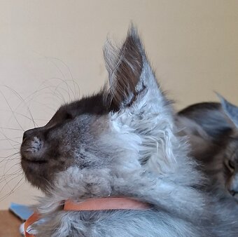 Maine coon,  mainská mývalia s PP - 8