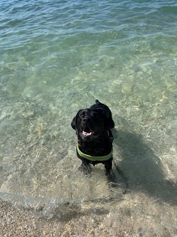 Čierny čistokrvný Labradór na krytie - 8