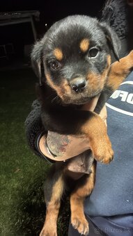 Predám rotvajlerov - 8