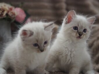 Ragdoll mačiatka s PP - 8