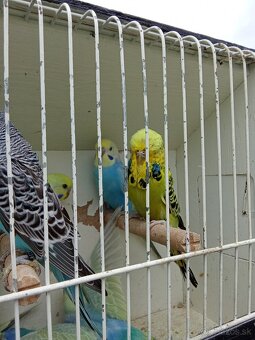 Vystavne andulky,duhove andulky - 8