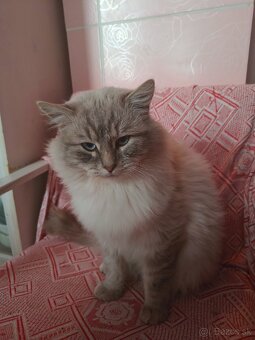 Kocúr ragdoll na krytie - 8