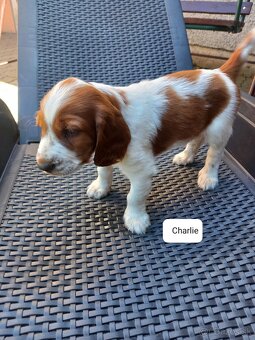 Welsh springerspaniel - 8