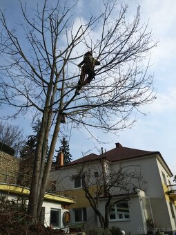 Výrub a orez stromov - 8