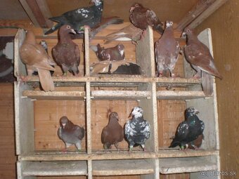 Predám poštové holuby - 8