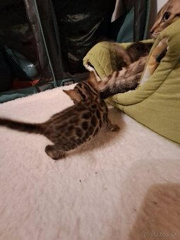 Bengalske maciatka s PP - 8