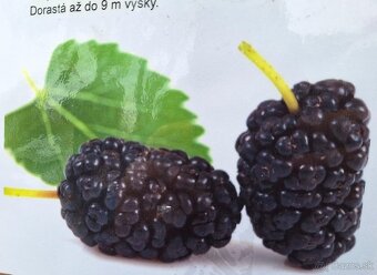 Ovocné stromčeky - 8