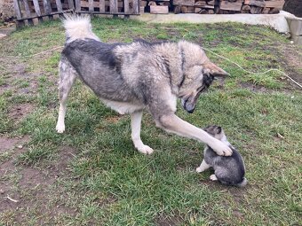 Západosibírska Lajka - 8