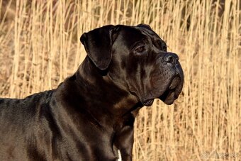 Cane Corso s PP - 8