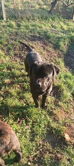 Cane Corso - Pes - 8