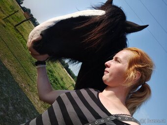 SHIRE HORSE PREDAJ/ VÝMENA - 8