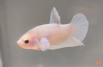 Bojovnica, betta, samec - 8