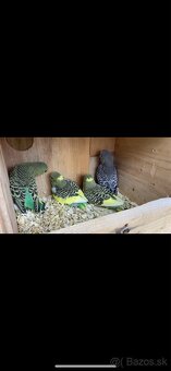 Mladé andulky rôznych farieb - 8