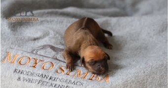 Rhodesian ridgeback/Rhodezsky ridgeback s PP - 8
