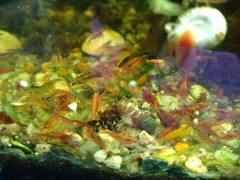 Krevety Caridina Crystal Red +Neocaridina Red rili - 8