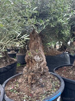 Predám krásne Olivy Bosai - 8