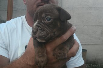 American bully - ch.s. Family Muscle Bullies - 8