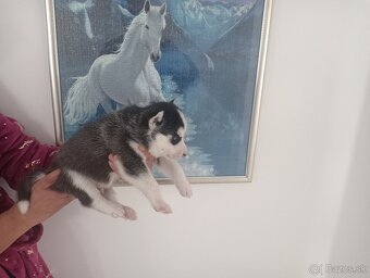 SIBÍRSKY HUSKY - 8
