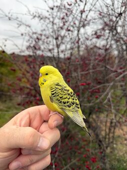 Andulky Maznačikovia krotke - 8