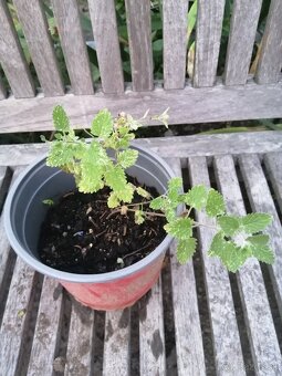 Kocúrnik - medonosná, nenáročná trvalka - 8