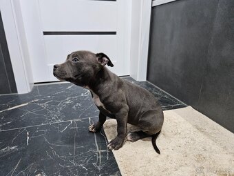 Americki staffordshire teriéra - Blue - 8