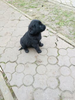 Predám šteniatka Labradora - 8