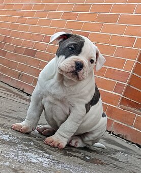 American bully XL - 8