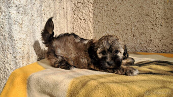 Maltipoo - 8