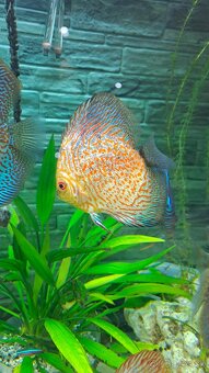 Discus - 8